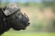 Buffalo resting in Okavango Delta