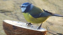 Blue Tit Feeding From Insect Coconut Suet Shell