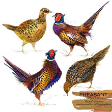 Pheasant Hand Drawn Watercolor Illustration Set