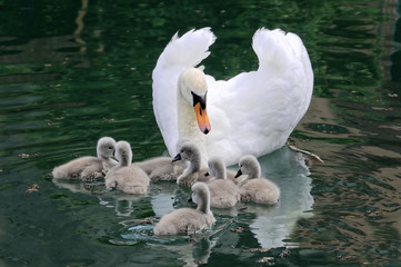 Höckerschwan ( Cygnus olor )mit Schwanenküken, Altmühl, Altmühltal, Bayern, Deutschland, Europa