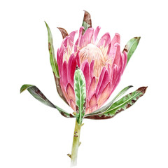 Wall Mural - Watercolor protea flower