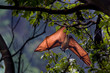 Flying fox bat hanging from tree