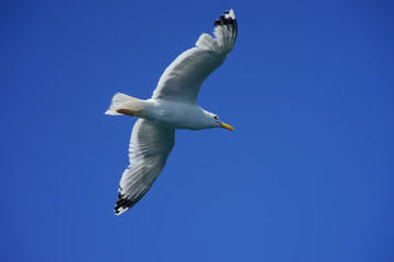 Poster - Sea gull on background of blue sky.