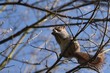 jedząca wiewiórka na drzewie