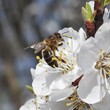 pszczoła zbierająca nektar z kwitnącej jabłoni