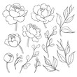 Peony flower and leaves line drawing. Vector hand drawn outline 