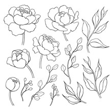 Peony Flower And Leaves Line Drawing. Vector Hand Drawn Outline 