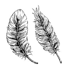 Canvas Print - Hand drawn black ink vector feathers isolated on white background