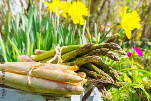 Gruner Und Weisser Spargel Im Garten Frisch Geerntet Buy This