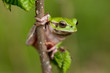 European tree frog - Hyla arborea 