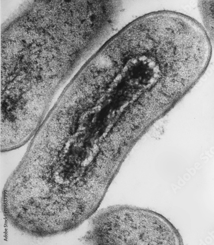 Cross Section Of Escherichia Coli Bacteria Under Transmission Electron Microscopy Buy This Stock Photo And Explore Similar Images At Adobe Stock Adobe Stock Cross Section Of Escherichia Coli Bacteria Under Transmission Electron Microscopy Buy This Stock Photo And Explore Similar Images At Adobe Stock Adobe Stock