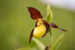 Cypripedium calceolus (lady's-slipper orchid)
