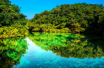  Mangrove forest growing in shallow lagoon