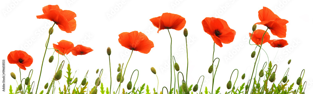 Red poppy flowers isolated . - obrazy, fototapety, plakaty 