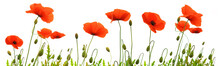 Red Poppy Flowers Isolated .