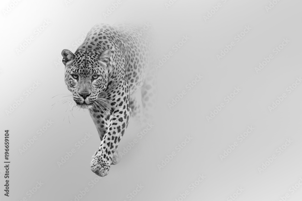 leopard walking out of the shadow into the light digital wildlife art white edition - obrazy, fototapety, plakaty 
