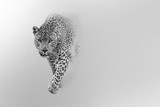 Fototapeta Sawanna - leopard walking out of the shadow into the light digital wildlife art white edition