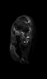 Fototapeta Sawanna - black panther walking out of the dark into the light