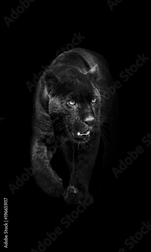 Fotografía black panther walking out of the dark into the light