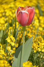 Single Red Tulip (Tulipa) Among Yellow Flowers