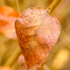 Wall Mural - Old dryed brown leaf on branch in early spring