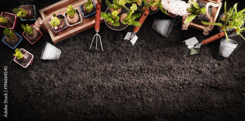 Fotografie, Obraz Gardening Tools and Plants. Spring Garden Works Concept