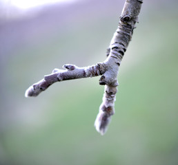 image of an apple buds in march,