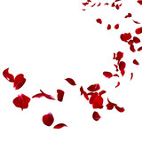 Fototapeta Do przedpokoju - The petals of a dark red rose fly far into the distance