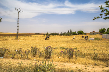 Wall Mural - Sahara Desert- June 08, 2017: Small village in the countryside of Algeria