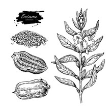 Sesame Plant Vector Drawing. Hand Drawn Food Ingredient. Botanic