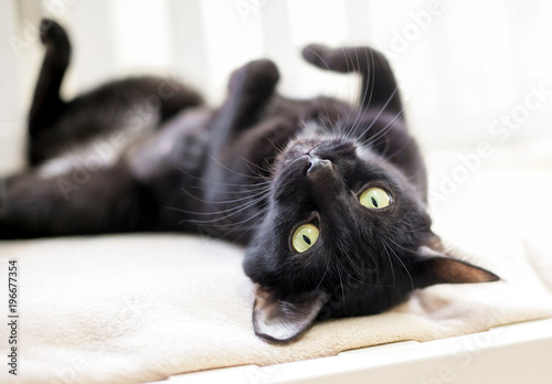 Fotomural A black cat with yellow eyes lying upside down