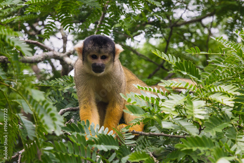 Fényképezés yellow squirrel monkey in the amazon rainforest