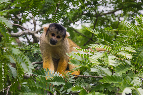 Fényképezés yellow squirrel monkey in the amazon rainforest