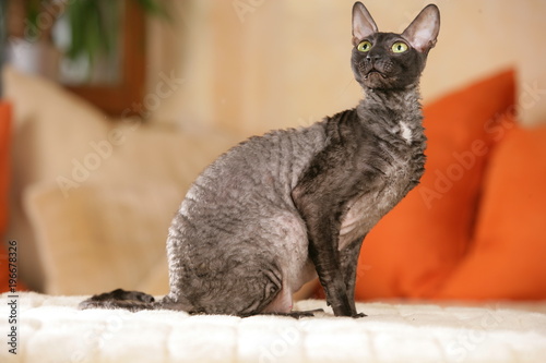 Fotografía cornish Rex cat sitting on the sofa