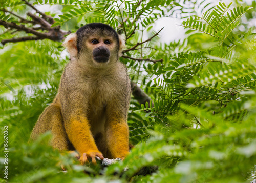 Fényképezés yellow squirrel monkey in the amazon rainforest