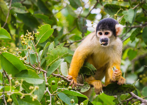Fényképezés yellow squirrel monkey in the amazon rainforest