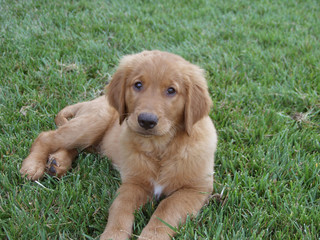 Golden Retriever Puppy on Grass