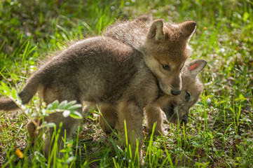 Wall Mural - grey wolf (canis lupus) pup jumps on sibling