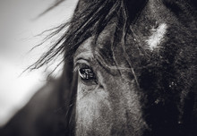 A Beautiful Look Of A Horse With A Reflection In His Eyes
