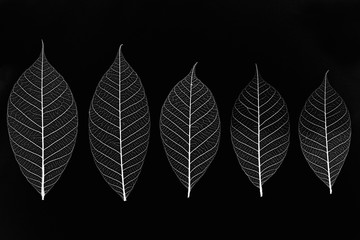 Transparent leaves in negative