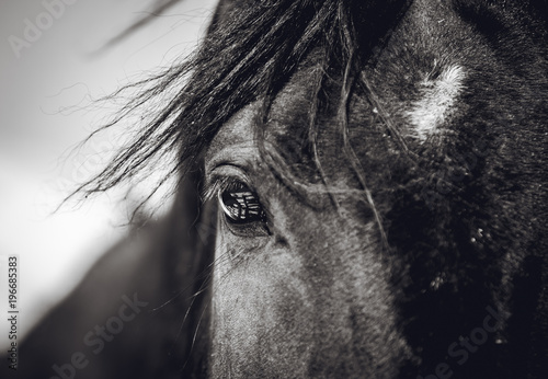 a-beautiful-look-of-a-horse-with-a-reflection-in-his-eyes