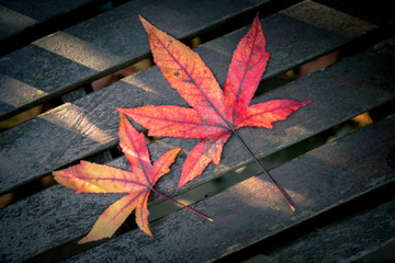 Two red purple and yellow autumn leaves