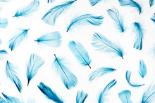Blue Feathers On White