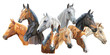 Set of horses breeds3