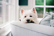 © Jakob/Stocksy - Cute white dog resting her head on the armrest of a big chair