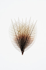 Transparent leaves  on white