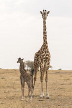 Mother Giraffe And Her Baby