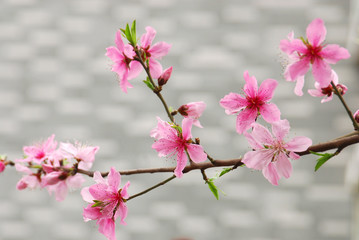 Canvas Print - blooming pink peach flower on the branch in spring