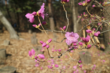 Wall Mural -  Plum to signal the beginning of spring