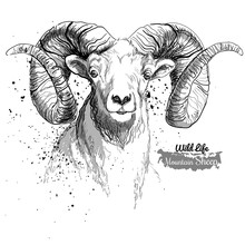 Mountain Sheep. Illustration In Grunge Style